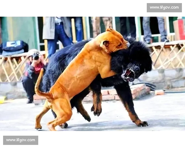 世界斗犬赛事精彩瞬间合集 展现顶级犬种力量与智慧的巅峰对决 世界斗犬赛事精彩瞬间合集 展现顶级犬种力量与智慧的巅峰对决